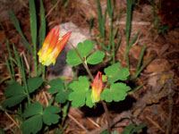 Hiking Miners Basin, Moab Utah - Image 11